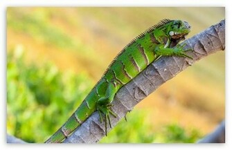 Iguana Wallpaper