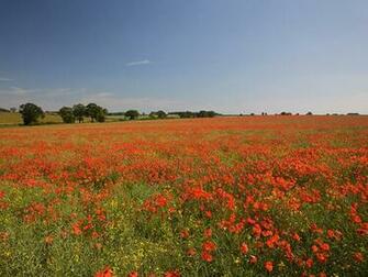Wallpaper Red Roses Field