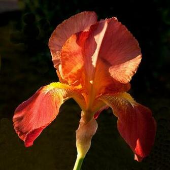 Related Pictures Pics Of Red Iris Flower Isolated Over White