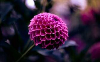 Dahlia Wallpaper HD