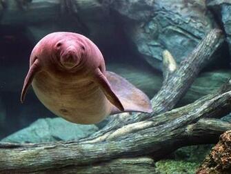 Manatee Wallpaper