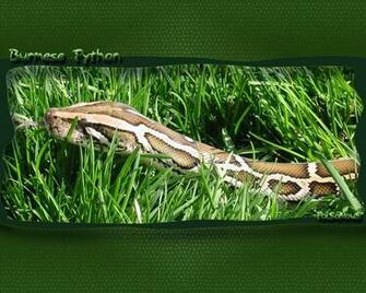 Burmese Python Wallpaper By Poisonous