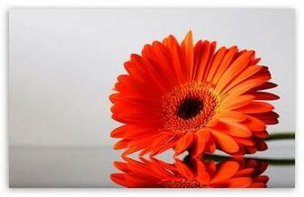 Gerbera Daisies Flowers HD Wallpaper For Standard Fullscreen