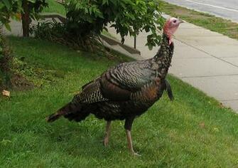 File Eastern Wild Turkey Jpg Wikipedia