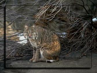 Bobcat Wallpaper