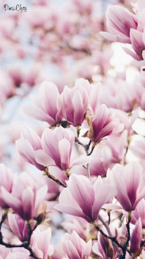 Magnolia Wallpaper Pink Mobile Hintergrundbilder Blumen
