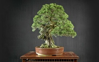 Bonsai Tree Wallpaper Black Original