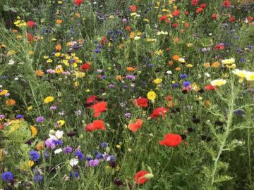 Wildflower Pictures Image