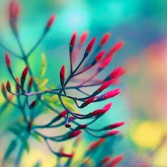 Spring Flower iPad Wallpaper