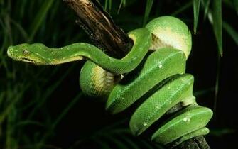 Snake Wallpaper For Desktop Which Is Under The