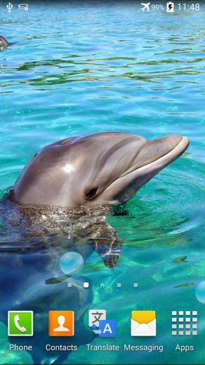 Dolphin Animated Wallpaper Inspired Are Dolphins