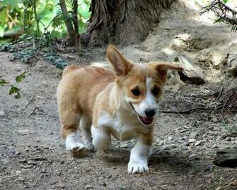 Pembroke Welsh Corgi Wallpaper