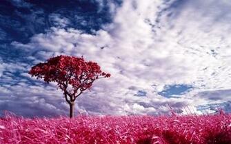 Nature Pink Land Desktop Wallpaper