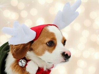 Christmas Dog Wallpaper