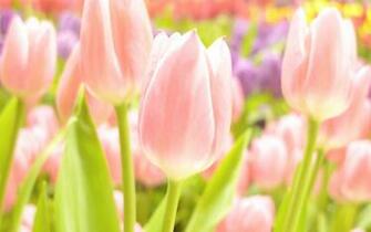 Wallpaper Flowers Summer Spring