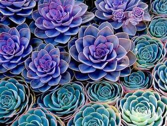 Tropical Background