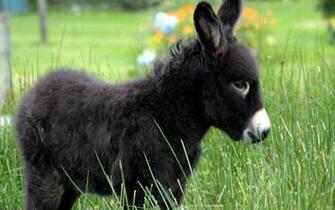 Donkey Hq Wide