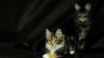 Maine Coon Cats Desktop Wallpaper Picture X Origami Mco