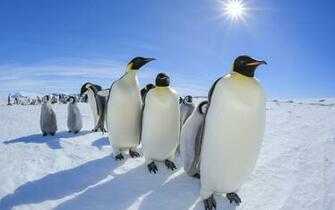 Emperor Penguin Wallpaper X Net