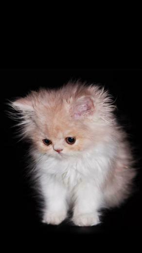 Cat Galaxy Note Wallpaper HD
