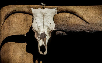 Bull Skull Wallpaper