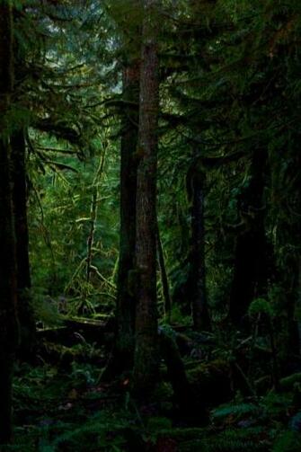 iPhone Nature Wallpaper Forest Full HD