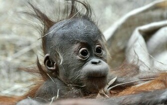 Baby Monkey Wallpaper And Image Pictures Photos