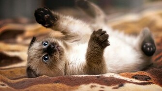 Siamese Kitten Wallpaper