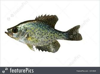 Aquatic Wildlife White Crappie Pomoxis Stock Image I2312620