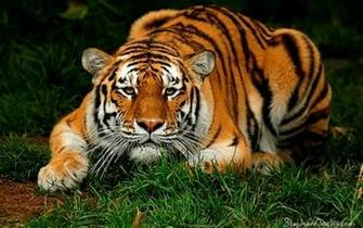 Tigers Save The Wallpaper