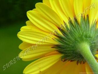 Yellow Daisy Rear Zoom Wallpaper Stock