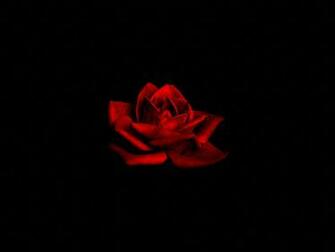 Flowers Dark Red Rose On Black Background Desktop