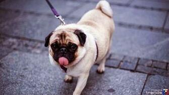 Funny Pug Dog Wallpaper Background Christmas
