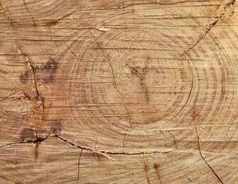 Photo Of The Wood Rings A Cut Log Mytextures