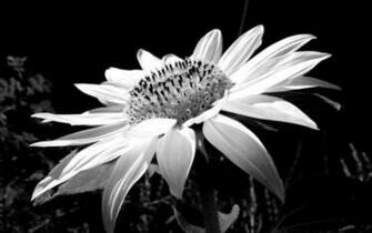 Previous Image Go Back To Black And White Flower Wallpaper HD For