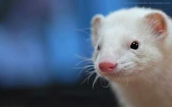 White Blue Ferret Wallpaper By Yukkabelle