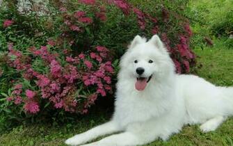 Garden Dogs Samoyed Samoyede Wallpaper