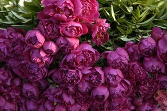 Purple Peonies Wallpaper