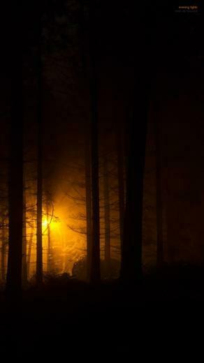 Dark Forest Wallpaper Id