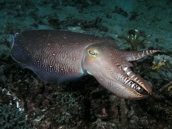 Cuttlefish Pictures Wallpaper Of