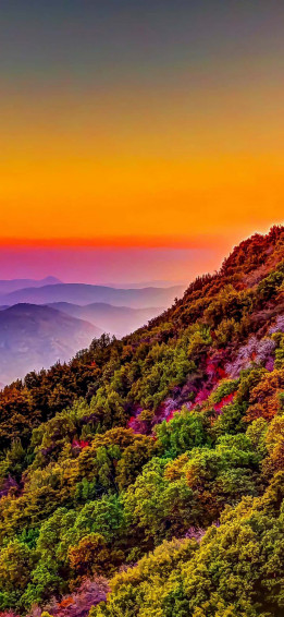 Colorful Trees Nature 4k iPhone Wallpaper