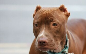 American Pit Bull Terrier Wallpaper 3d F R