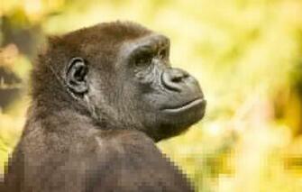 Wallpaper Monkey Look Nature Gorilla Animals