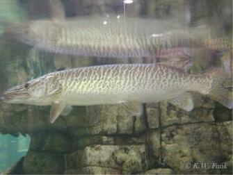 Displaying Image For Northern Pike Wallpaper