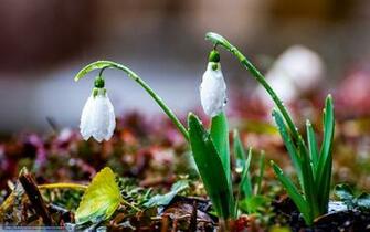 Wallpaper Snowdrops Spring Rain Desktop In
