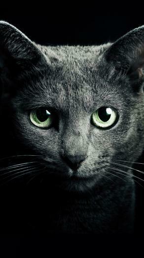 Black Cat Background iPhone Wallpaper 5s