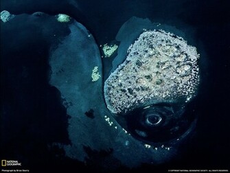 Right Whale Picture Animal Wallpaper National Geographic Photo