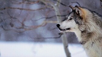 Amazing Siberian Husky Wallpaper Wallpaperlepi
