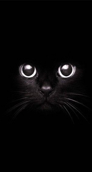 Cute Black And White Aesthetic Cat Wallpaper
