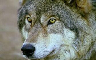 Wolf Face Wallpaper